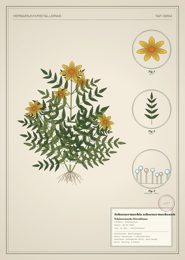 Botanische Tafel: Schoenermarkia schoenermarkensis, eine erfundene Pflanze aus Schönermark, gezeichnet wie in einem alten Pflanzenatlas