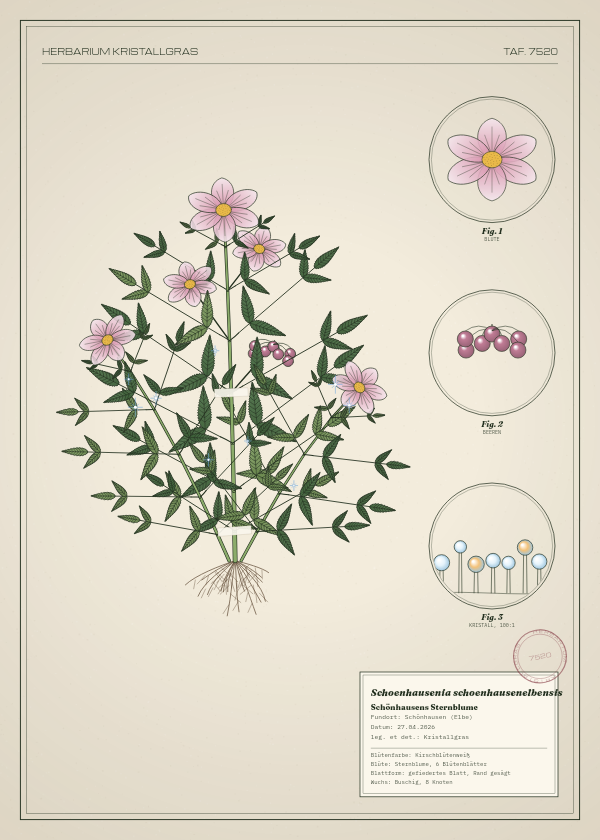 Botanische Tafel: Schoenhausenia schoenhausenelbensis, eine erfundene Pflanze aus Schönhausen (Elbe), gezeichnet wie in einem alten Pflanzenatlas