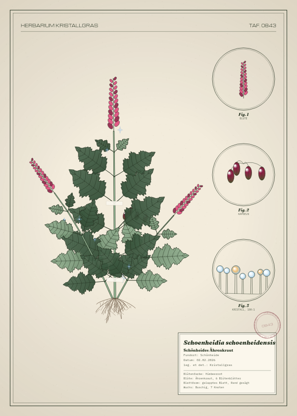 Botanische Tafel: Schoenheidia schoenheidensis, eine erfundene Pflanze aus Schönheide, gezeichnet wie in einem alten Pflanzenatlas