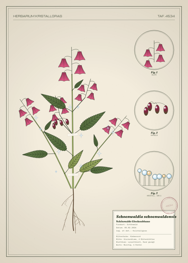 Botanische Tafel: Schoenwaldia schoenwaldensis, eine erfundene Pflanze aus Schönwald, gezeichnet wie in einem alten Pflanzenatlas
