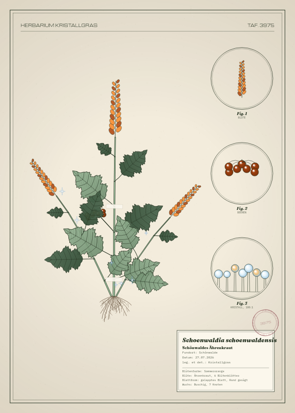 Botanische Tafel: Schoenwaldia schoenwaldensis, eine erfundene Pflanze aus Schönwalde, gezeichnet wie in einem alten Pflanzenatlas