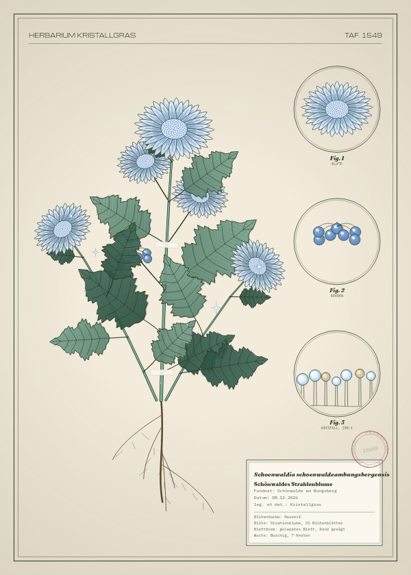 Botanische Tafel: Schoenwaldia schoenwaldeambungsbergensis, eine erfundene Pflanze aus Schönwalde am Bungsberg, gezeichnet wie in einem alten Pflanzenatlas