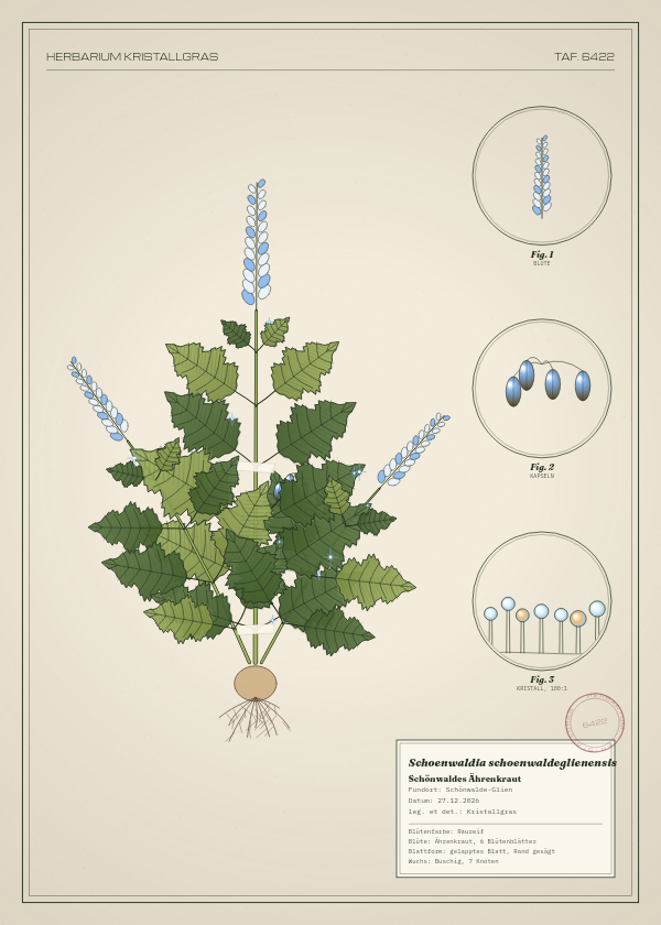 Botanische Tafel: Schoenwaldia schoenwaldeglienensis, eine erfundene Pflanze aus Schönwalde-Glien, gezeichnet wie in einem alten Pflanzenatlas