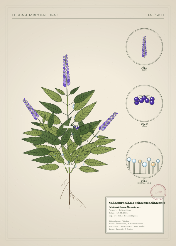 Botanische Tafel: Schoenwoelkaia schoenwoelkaensis, eine erfundene Pflanze aus Schönwölkau, gezeichnet wie in einem alten Pflanzenatlas