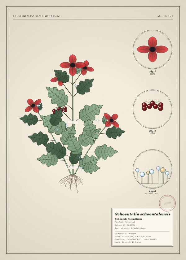 Botanische Tafel: Schoentalia schoentalensis, eine erfundene Pflanze aus Schöntal, gezeichnet wie in einem alten Pflanzenatlas