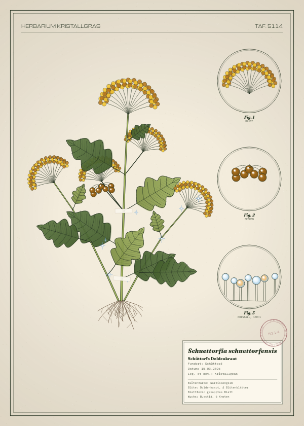 Botanische Tafel: Schuettorfia schuettorfensis, eine erfundene Pflanze aus Schüttorf, gezeichnet wie in einem alten Pflanzenatlas