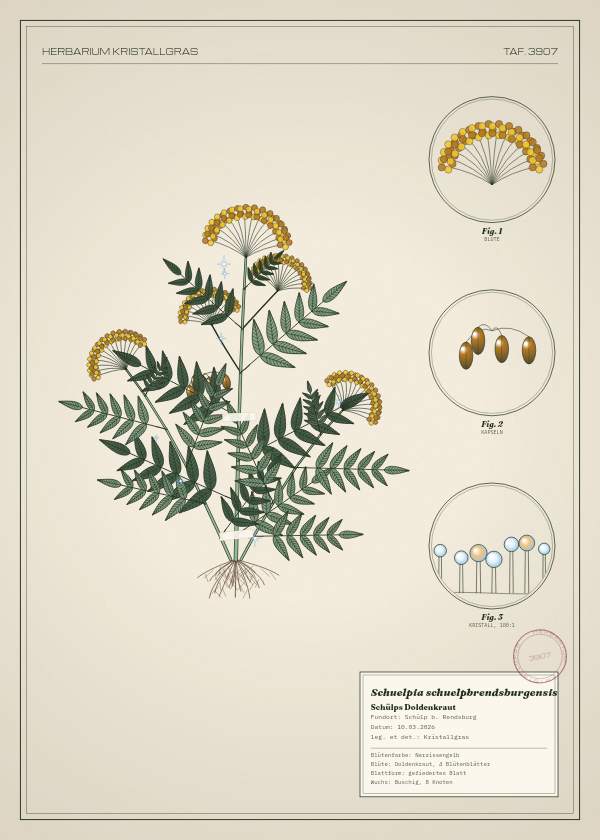 Botanische Tafel: Schuelpia schuelpbrendsburgensis, eine erfundene Pflanze aus Schülp b. Rendsburg, gezeichnet wie in einem alten Pflanzenatlas
