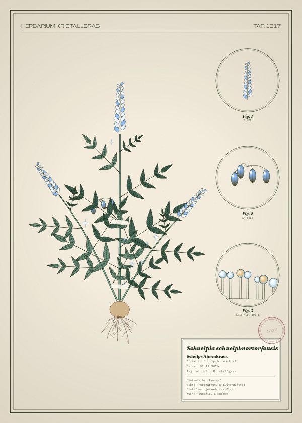 Botanische Tafel: Schuelpia schuelpbnortorfensis, eine erfundene Pflanze aus Schülp b. Nortorf, gezeichnet wie in einem alten Pflanzenatlas