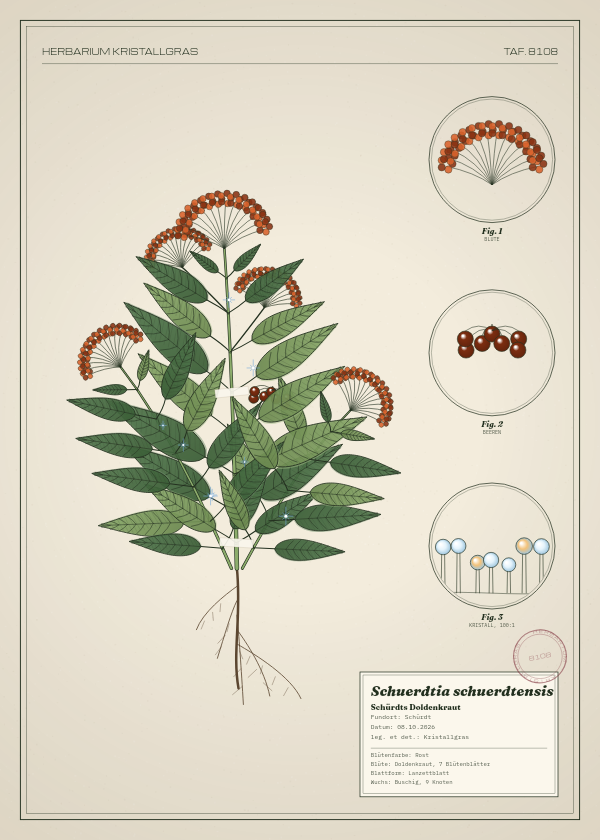 Botanische Tafel: Schuerdtia schuerdtensis, eine erfundene Pflanze aus Schürdt, gezeichnet wie in einem alten Pflanzenatlas