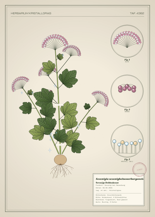 Botanische Tafel: Sevenigia sevenigbeineuerburgensis, eine erfundene Pflanze aus Sevenig bei Neuerburg, gezeichnet wie in einem alten Pflanzenatlas
