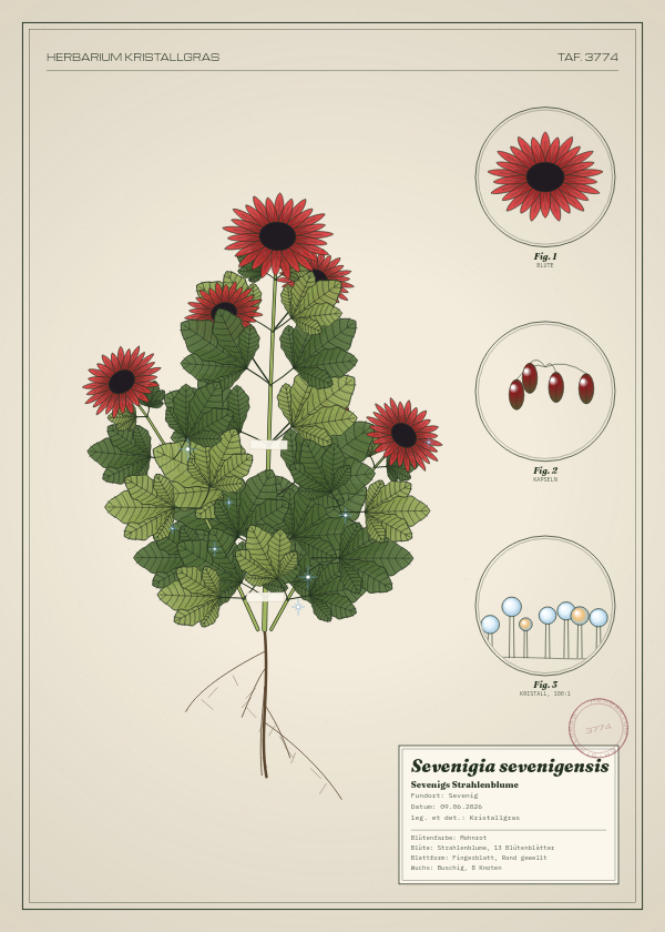 Botanische Tafel: Sevenigia sevenigensis, eine erfundene Pflanze aus Sevenig, gezeichnet wie in einem alten Pflanzenatlas