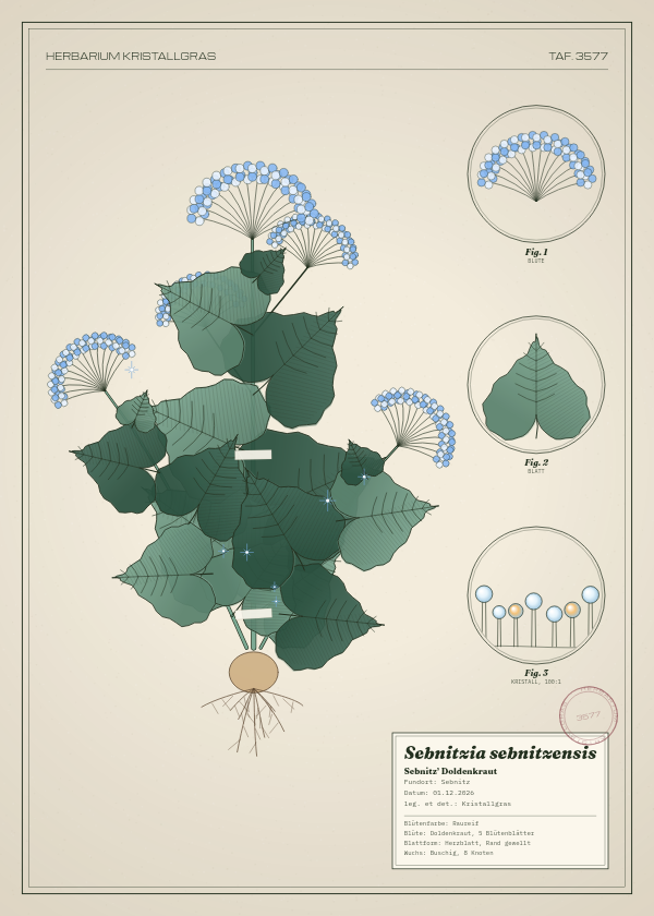 Botanische Tafel: Sebnitzia sebnitzensis, eine erfundene Pflanze aus Sebnitz, gezeichnet wie in einem alten Pflanzenatlas