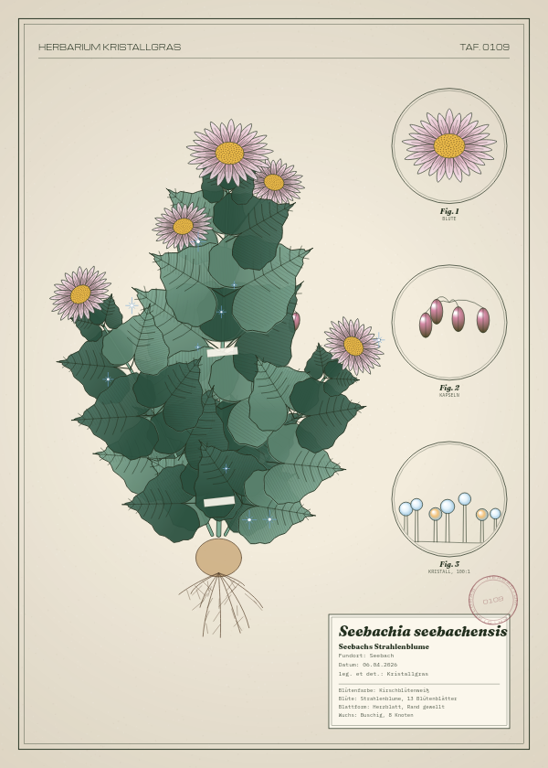 Botanische Tafel: Seebachia seebachensis, eine erfundene Pflanze aus Seebach, gezeichnet wie in einem alten Pflanzenatlas