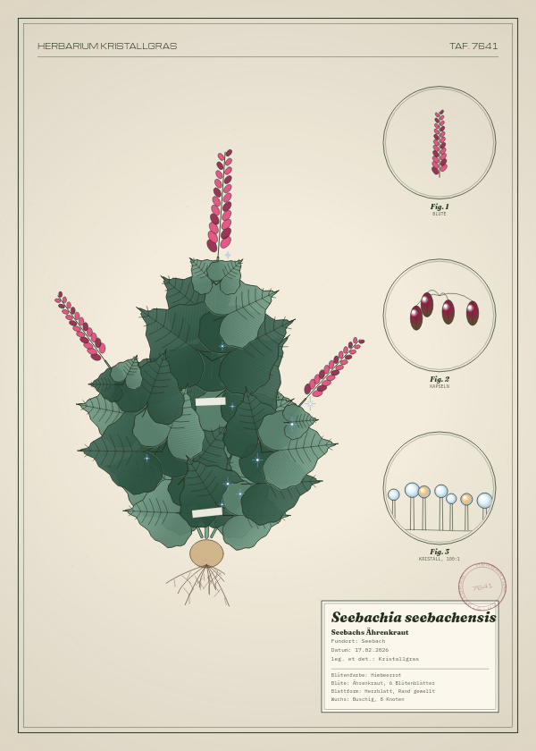 Botanische Tafel: Seebachia seebachensis, eine erfundene Pflanze aus Seebach, gezeichnet wie in einem alten Pflanzenatlas