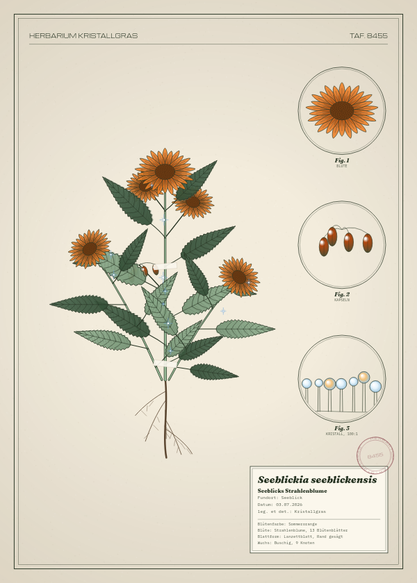 Botanische Tafel: Seeblickia seeblickensis, eine erfundene Pflanze aus Seeblick, gezeichnet wie in einem alten Pflanzenatlas
