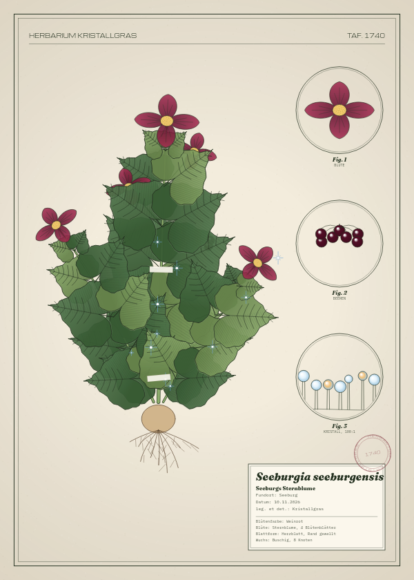 Botanische Tafel: Seeburgia seeburgensis, eine erfundene Pflanze aus Seeburg, gezeichnet wie in einem alten Pflanzenatlas