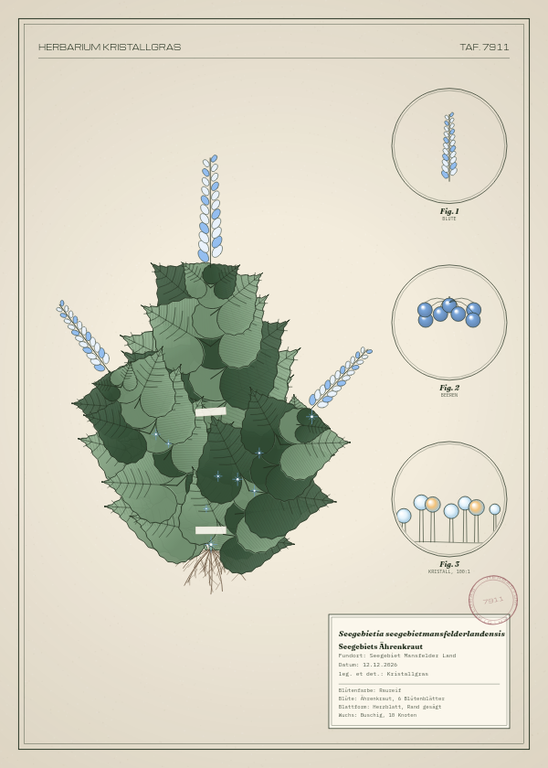 Botanische Tafel: Seegebietia seegebietmansfelderlandensis, eine erfundene Pflanze aus Seegebiet Mansfelder Land, gezeichnet wie in einem alten Pflanzenatlas