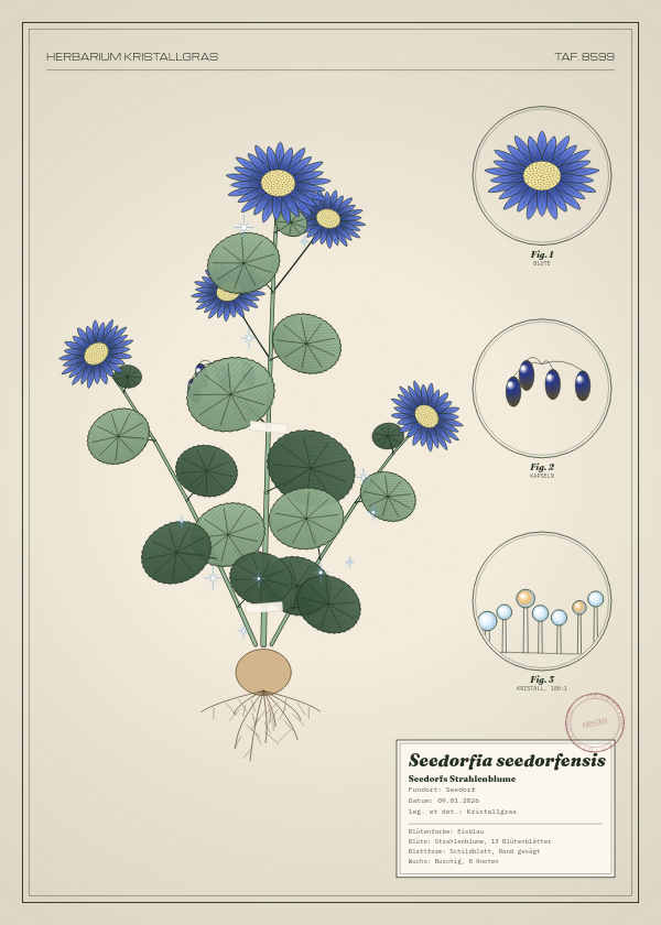 Botanische Tafel: Seedorfia seedorfensis, eine erfundene Pflanze aus Seedorf, gezeichnet wie in einem alten Pflanzenatlas