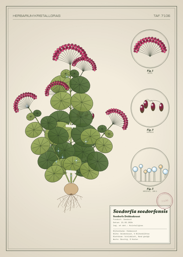 Botanische Tafel: Seedorfia seedorfensis, eine erfundene Pflanze aus Seedorf, gezeichnet wie in einem alten Pflanzenatlas