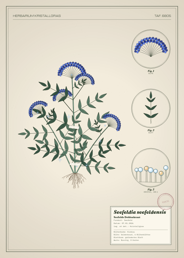Botanische Tafel: Seefeldia seefeldensis, eine erfundene Pflanze aus Seefeld, gezeichnet wie in einem alten Pflanzenatlas