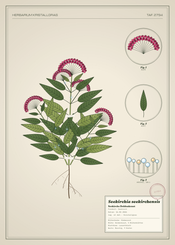 Botanische Tafel: Seekirchia seekirchensis, eine erfundene Pflanze aus Seekirch, gezeichnet wie in einem alten Pflanzenatlas
