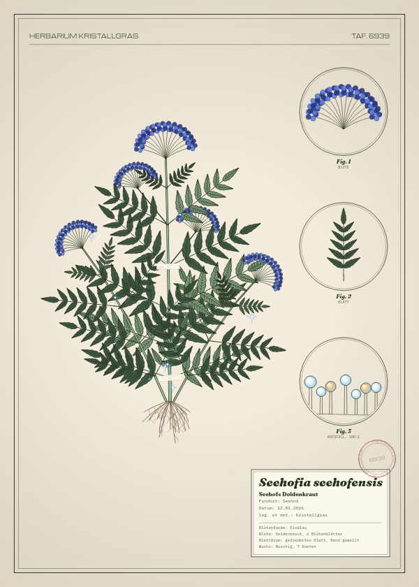 Botanische Tafel: Seehofia seehofensis, eine erfundene Pflanze aus Seehof, gezeichnet wie in einem alten Pflanzenatlas