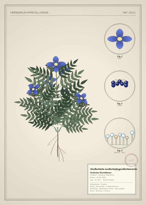 Botanische Tafel: Seeheimia seeheimjugenheimensis, eine erfundene Pflanze aus Seeheim-Jugenheim, gezeichnet wie in einem alten Pflanzenatlas