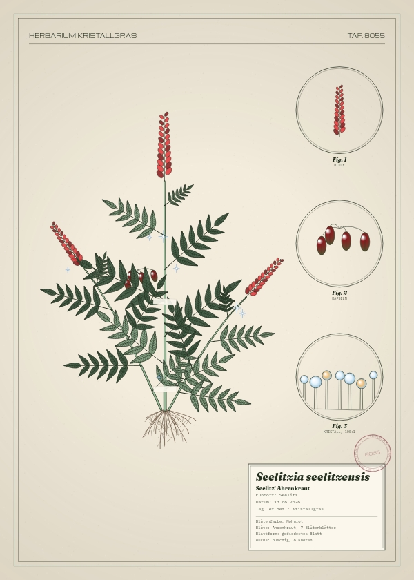 Botanische Tafel: Seelitzia seelitzensis, eine erfundene Pflanze aus Seelitz, gezeichnet wie in einem alten Pflanzenatlas