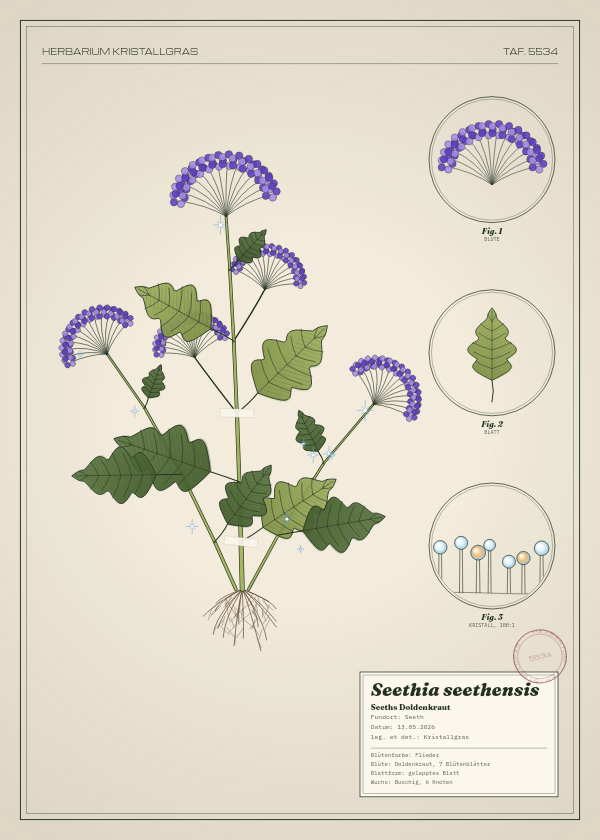 Botanische Tafel: Seethia seethensis, eine erfundene Pflanze aus Seeth, gezeichnet wie in einem alten Pflanzenatlas