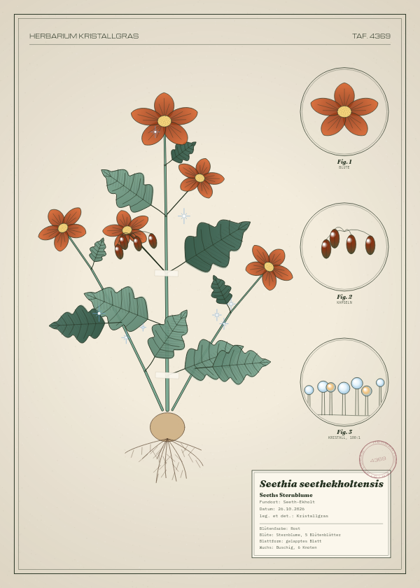 Botanische Tafel: Seethia seethekholtensis, eine erfundene Pflanze aus Seeth-Ekholt, gezeichnet wie in einem alten Pflanzenatlas