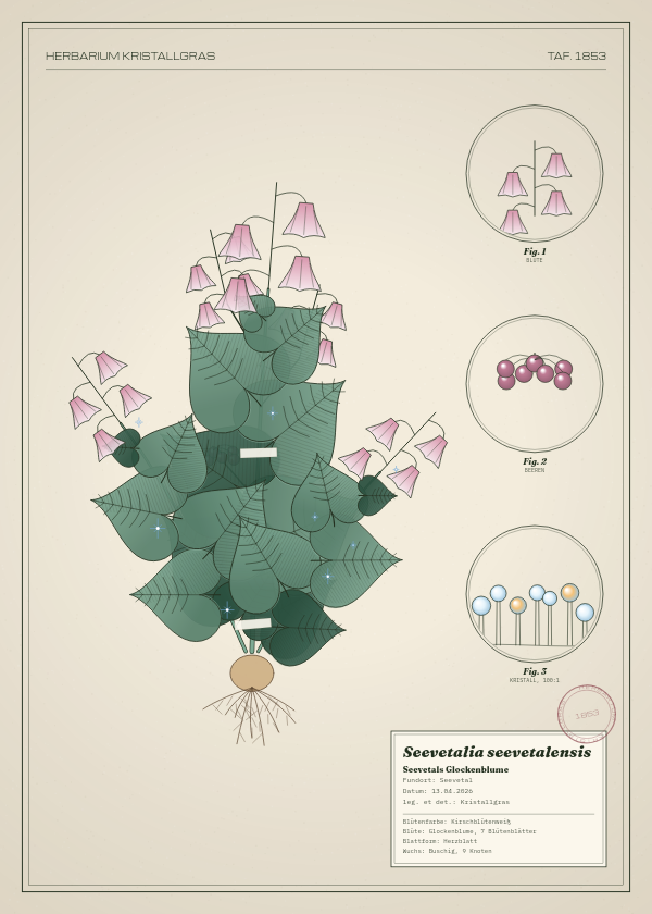 Botanische Tafel: Seevetalia seevetalensis, eine erfundene Pflanze aus Seevetal, gezeichnet wie in einem alten Pflanzenatlas
