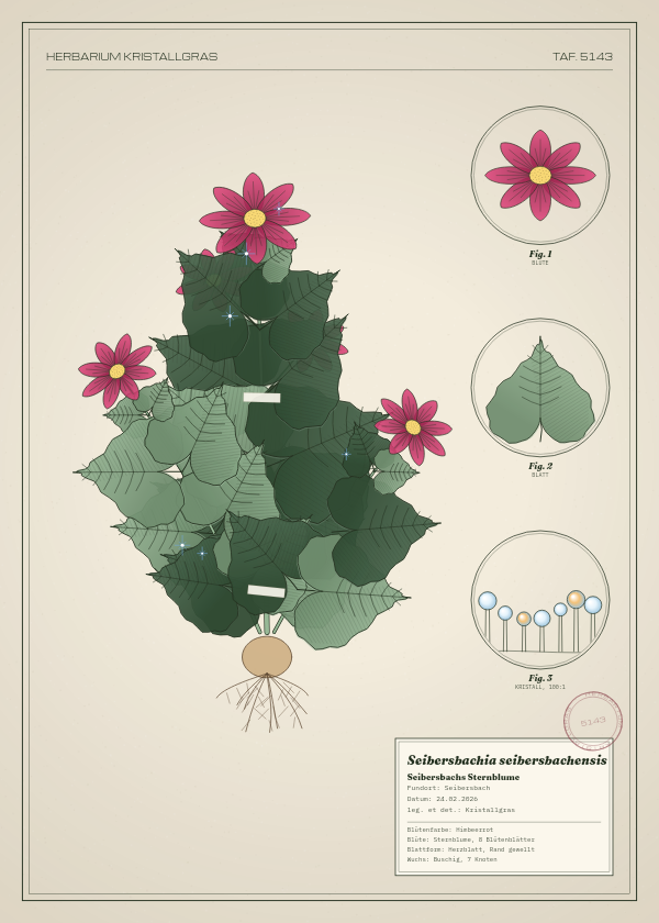 Botanische Tafel: Seibersbachia seibersbachensis, eine erfundene Pflanze aus Seibersbach, gezeichnet wie in einem alten Pflanzenatlas