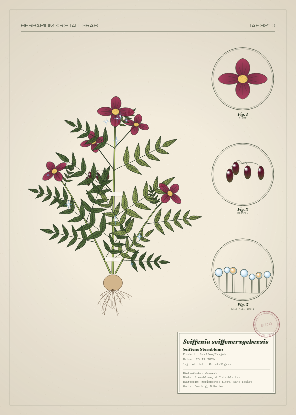 Botanische Tafel: Seiffenia seiffenerzgebensis, eine erfundene Pflanze aus Seiffen/Erzgeb., gezeichnet wie in einem alten Pflanzenatlas