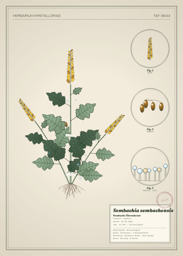 Botanische Tafel: Sembachia sembachensis, eine erfundene Pflanze aus Sembach, gezeichnet wie in einem alten Pflanzenatlas