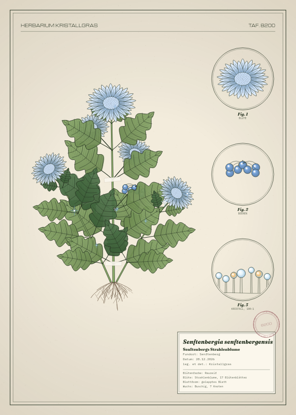 Botanische Tafel: Senftenbergia senftenbergensis, eine erfundene Pflanze aus Senftenberg, gezeichnet wie in einem alten Pflanzenatlas