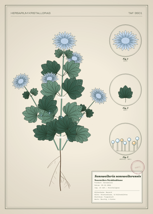 Botanische Tafel: Sensweileria sensweilerensis, eine erfundene Pflanze aus Sensweiler, gezeichnet wie in einem alten Pflanzenatlas