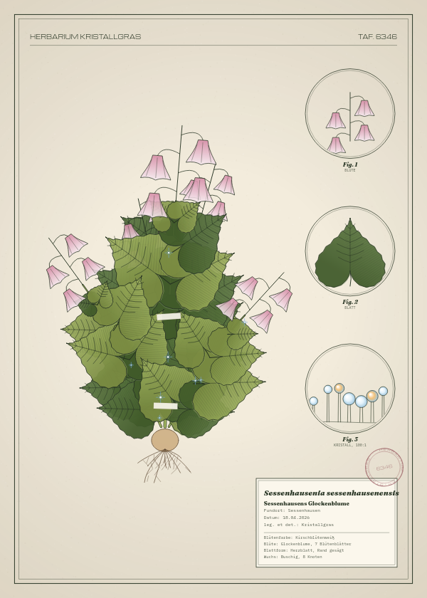 Botanische Tafel: Sessenhausenia sessenhausenensis, eine erfundene Pflanze aus Sessenhausen, gezeichnet wie in einem alten Pflanzenatlas