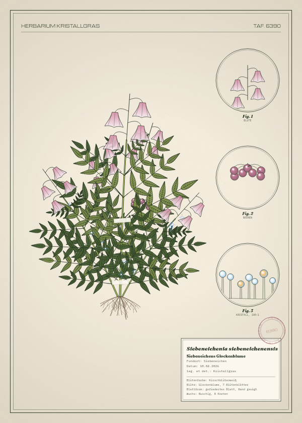 Botanische Tafel: Siebeneichenia siebeneichenensis, eine erfundene Pflanze aus Siebeneichen, gezeichnet wie in einem alten Pflanzenatlas