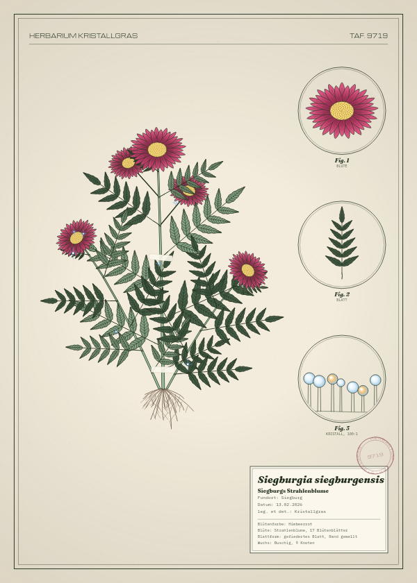 Botanische Tafel: Siegburgia siegburgensis, eine erfundene Pflanze aus Siegburg, gezeichnet wie in einem alten Pflanzenatlas