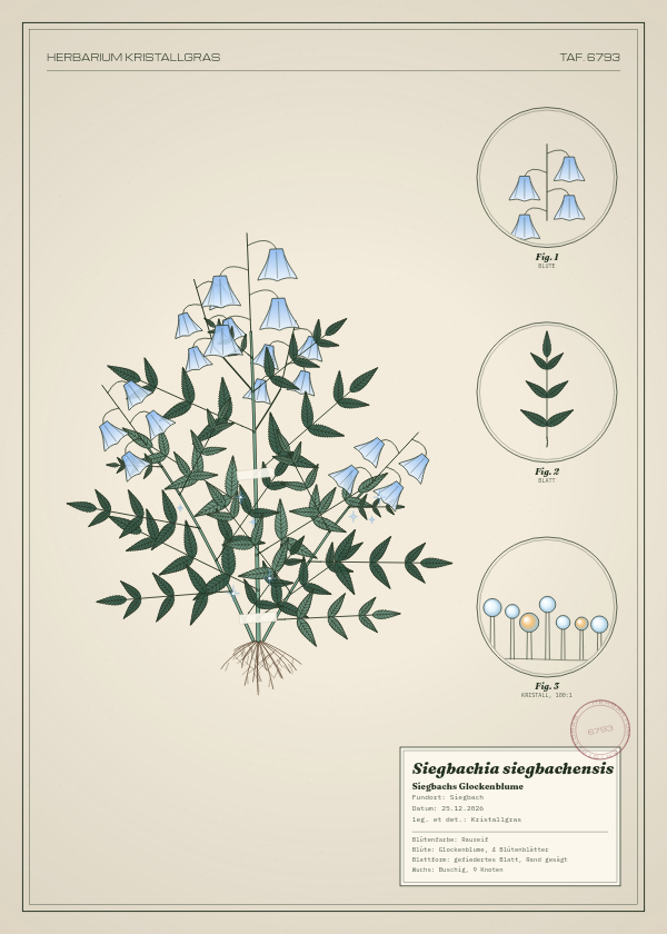Botanische Tafel: Siegbachia siegbachensis, eine erfundene Pflanze aus Siegbach, gezeichnet wie in einem alten Pflanzenatlas