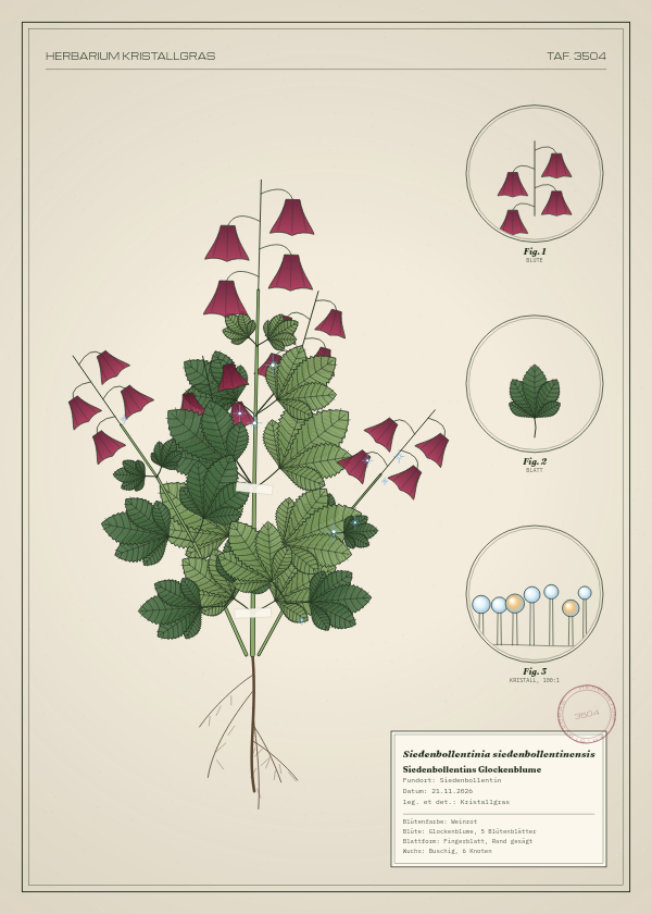 Botanische Tafel: Siedenbollentinia siedenbollentinensis, eine erfundene Pflanze aus Siedenbollentin, gezeichnet wie in einem alten Pflanzenatlas