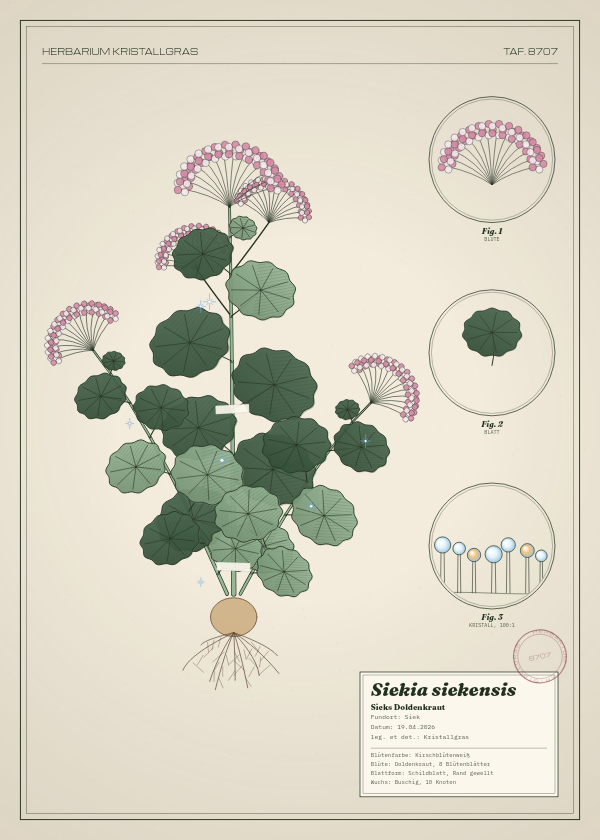 Botanische Tafel: Siekia siekensis, eine erfundene Pflanze aus Siek, gezeichnet wie in einem alten Pflanzenatlas