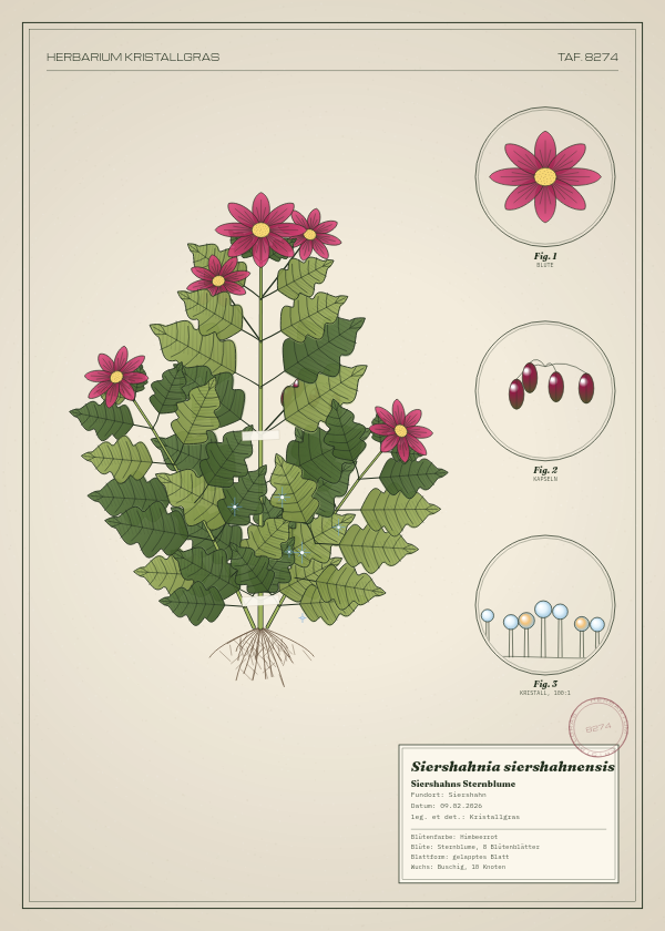 Botanische Tafel: Siershahnia siershahnensis, eine erfundene Pflanze aus Siershahn, gezeichnet wie in einem alten Pflanzenatlas