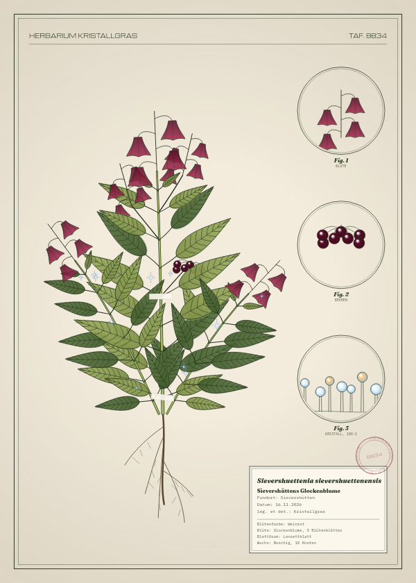 Botanische Tafel: Sievershuettenia sievershuettenensis, eine erfundene Pflanze aus Sievershütten, gezeichnet wie in einem alten Pflanzenatlas