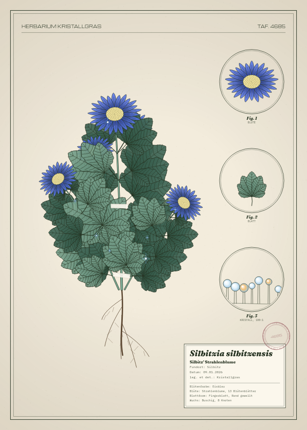 Botanische Tafel: Silbitzia silbitzensis, eine erfundene Pflanze aus Silbitz, gezeichnet wie in einem alten Pflanzenatlas