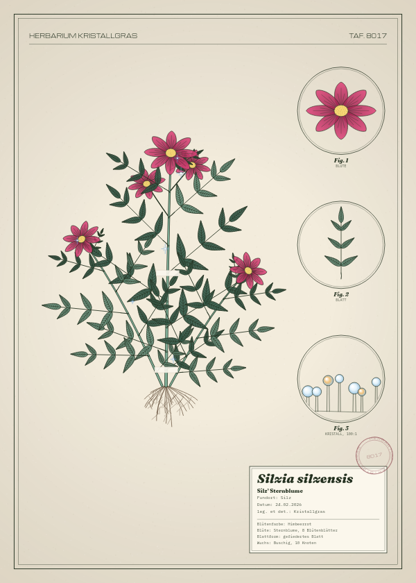 Botanische Tafel: Silzia silzensis, eine erfundene Pflanze aus Silz, gezeichnet wie in einem alten Pflanzenatlas