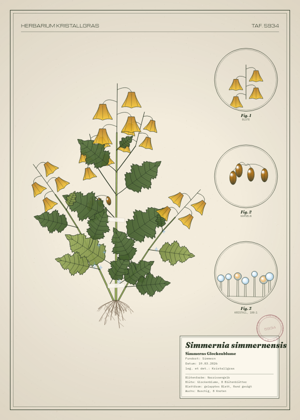 Botanische Tafel: Simmernia simmernensis, eine erfundene Pflanze aus Simmern, gezeichnet wie in einem alten Pflanzenatlas