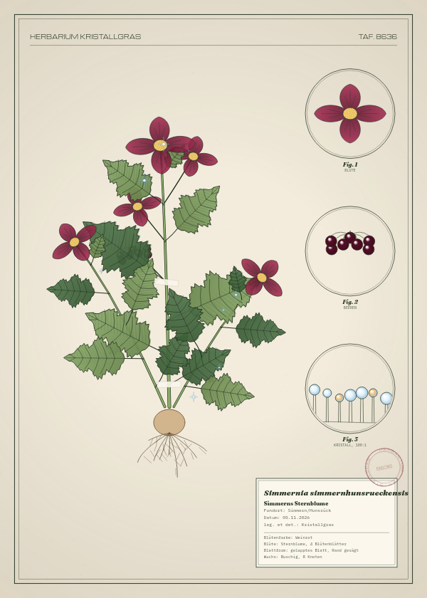 Botanische Tafel: Simmernia simmernhunsrueckensis, eine erfundene Pflanze aus Simmern/Hunsrück, gezeichnet wie in einem alten Pflanzenatlas