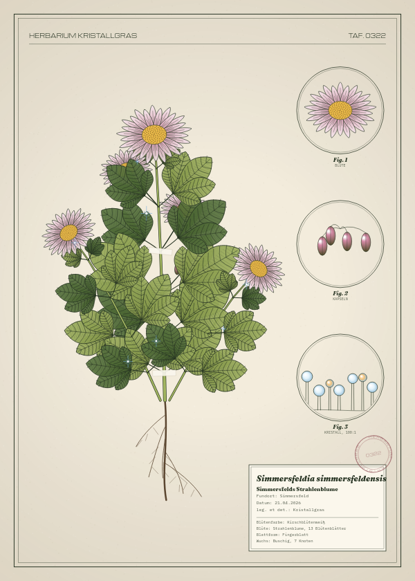 Botanische Tafel: Simmersfeldia simmersfeldensis, eine erfundene Pflanze aus Simmersfeld, gezeichnet wie in einem alten Pflanzenatlas