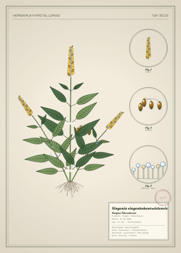 Botanische Tafel: Singenia singenhohentwielensis, eine erfundene Pflanze aus Singen (Hohentwiel), gezeichnet wie in einem alten Pflanzenatlas